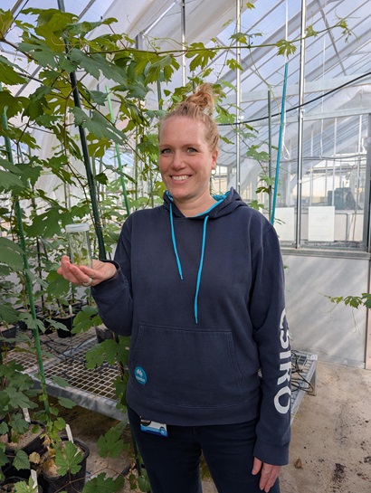 Christine Böttcher standing among rows of potted grapevines inside a CSIRO research greenhouse.
