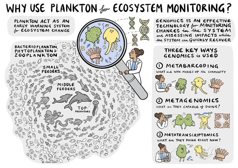 An illustration of the plankton food web, showing bacterioplankton, phytoplankton and zooplankton at the base of the food web, followed by small feeders, middle feederes and top predators.