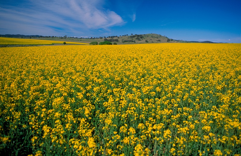 A flowering canola crop stretches across rolling farmland, with bright yellow plants in bloom under a blue sky.