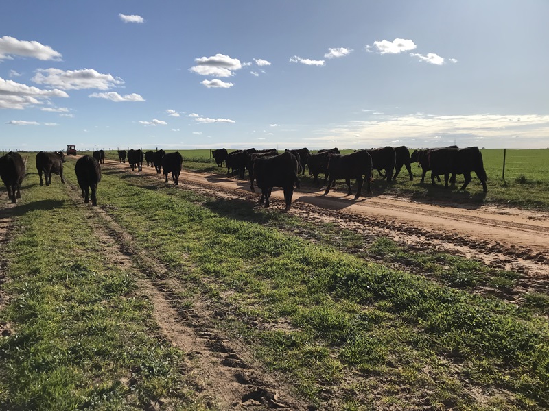 A group of cattle walk along a dirt track between green paddocks under a blue sky.