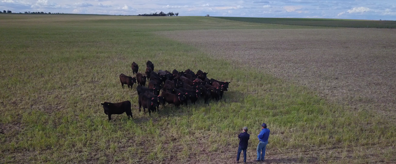A herd of cattle wearing GPS collars stands within a defined grazing area in a cropping paddock, while two people observe from the edge of the paddock.