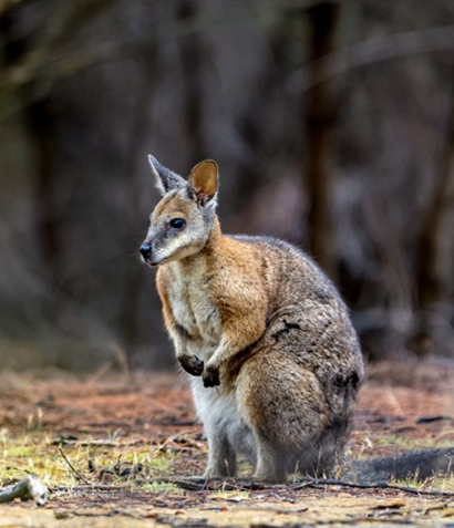 The Tammar Wallaby was among the first Australian mammals to have its genome sequenced.