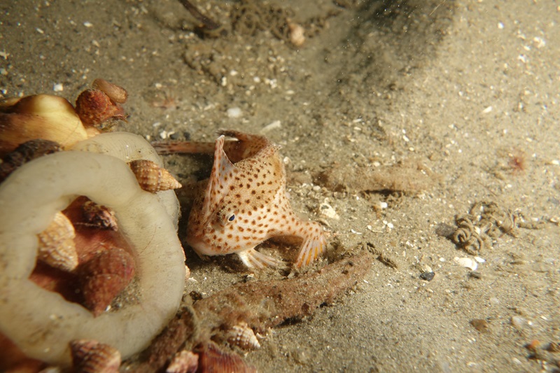 A red-spotted fish with fins resembling hands and a proud dorsal fin on its head crouches on the sandy bottom of the Derwent Estuary. 