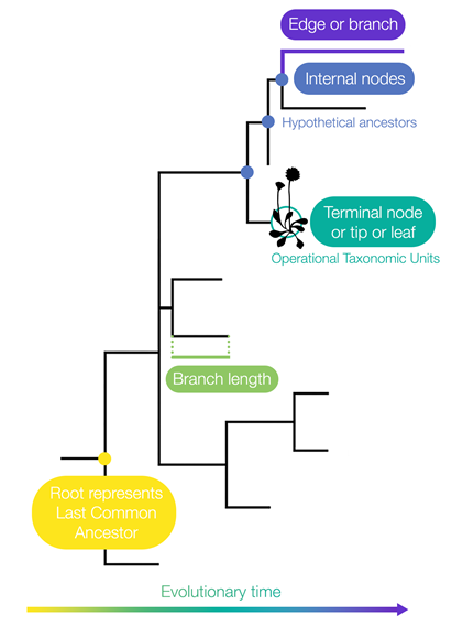 A diagram of a plant family tree showing how different plant species are related.