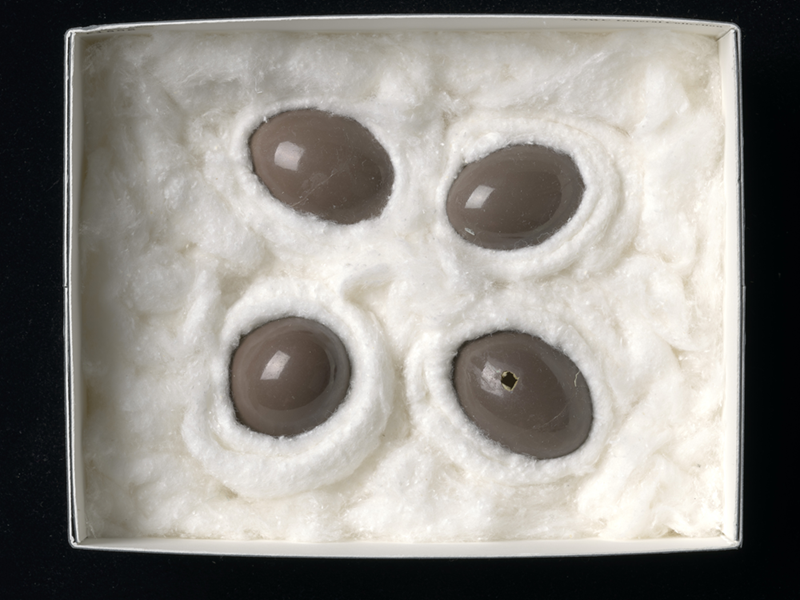 Four round small eggs sit inside a box, on top of wool. They look like chocolate eggs. They are the eggs of a Chilean Tinamou (Nothoprocta perdicaria). 