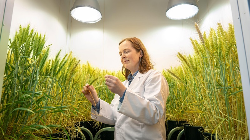 A woman with red hair in a white lab coat examines wheat stalks in a small indoor growing room lit by bright overhead lamps, surrounded by green wheat plants in black pots.