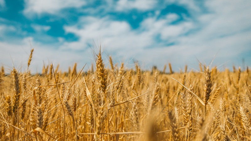  Close-up of golden wheat ears against a bright blue sky with scattered white clouds.