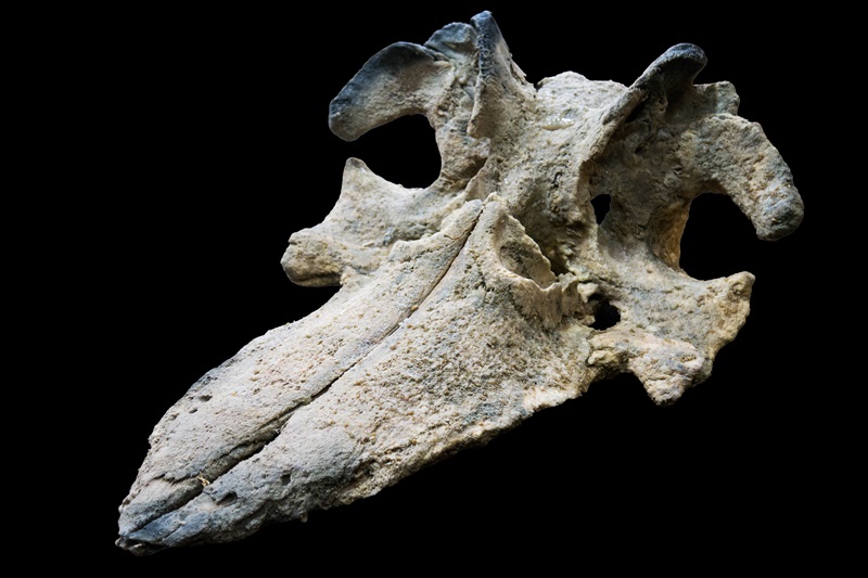 A whale skull.