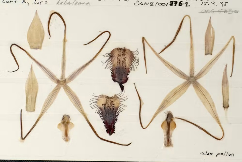 An orchid card in the Australian National Herbarium, showing the arrangement of flower parts