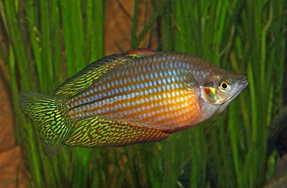 A Chequered Rainbowfish with a silvery body, horizontal orange stripes and yellow-green fins edged in red, swimming among aquatic plants.