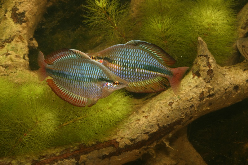 Two iridescent blue-green Goyder River Rainbowfish with red-edged fins, swimming near aquatic plants and a submerged log.