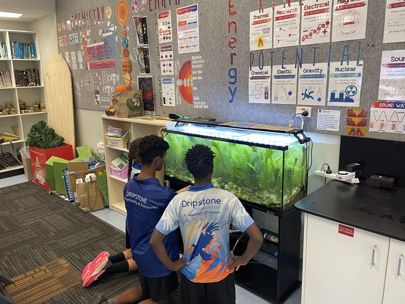 Two Dripstone Middle School students kneel and stand in front of a planted classroom aquarium, watching the tank.