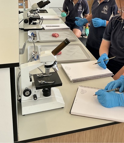 Students wearing gloves examine and sketching a brain specimen during a science class, with microscopes and notebooks arranged on a laboratory bench.