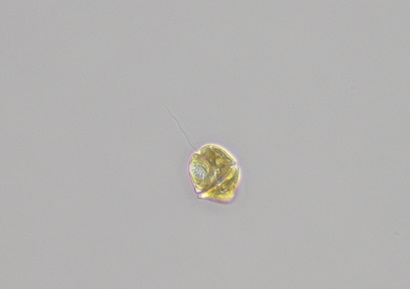  Seen under the microscope, this is a single cell of one of the Karenia algae species forming part of the bloom.