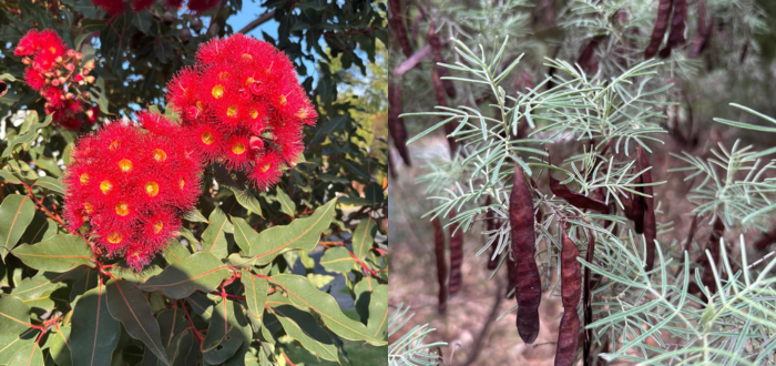 Red Flowering Gum flowers on the right and pods of a native Australian wattle on the right