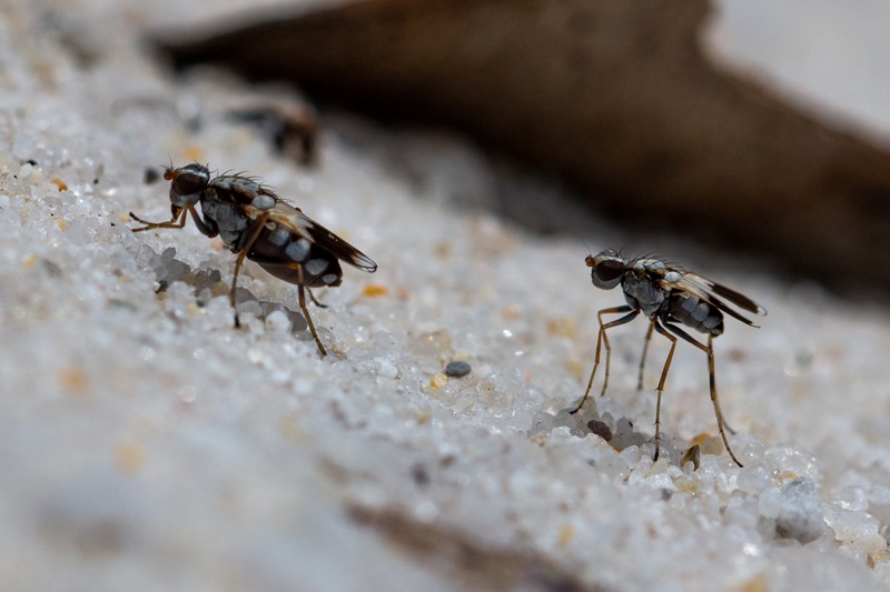 The dancing dune fly (Apotropina ornatipennis). A male (right) following a female (left).