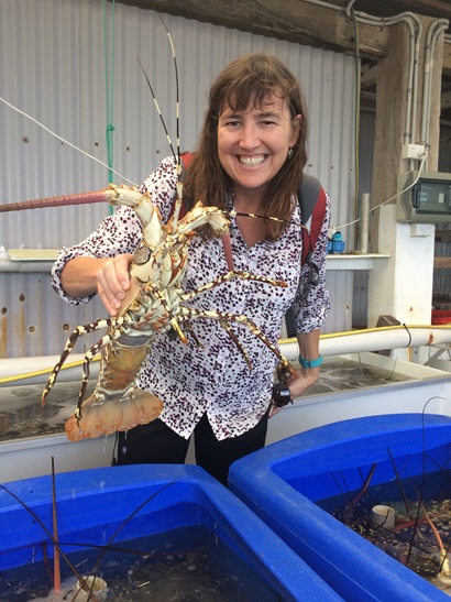 Study lead Dr &Eacute;va Plag&aacute;nyi with a tropical rock lobster in Torres Strait. 