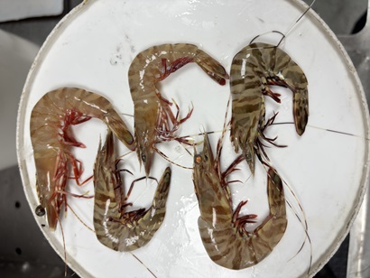 Grooved tiger prawns and brown tiger prawns on a dish