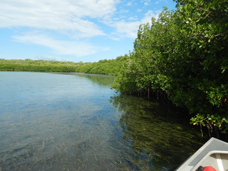Photo taken from a small boat at the water's edge next to mangroves with seagrass visible underwater.