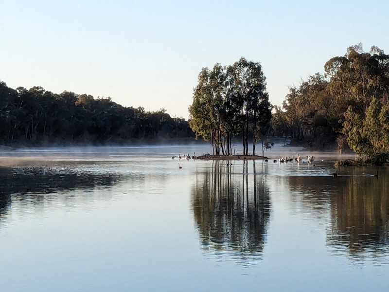 A copse of trees juts out into a still body of water, with waterbirds clustered at its base. 
