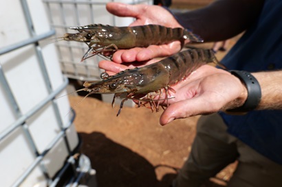 A person holding a tiger prawn in each hand.
