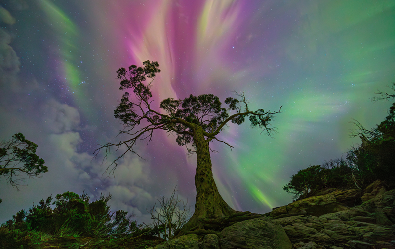 A large tree sits under a sky filled with purple, pink and green light.