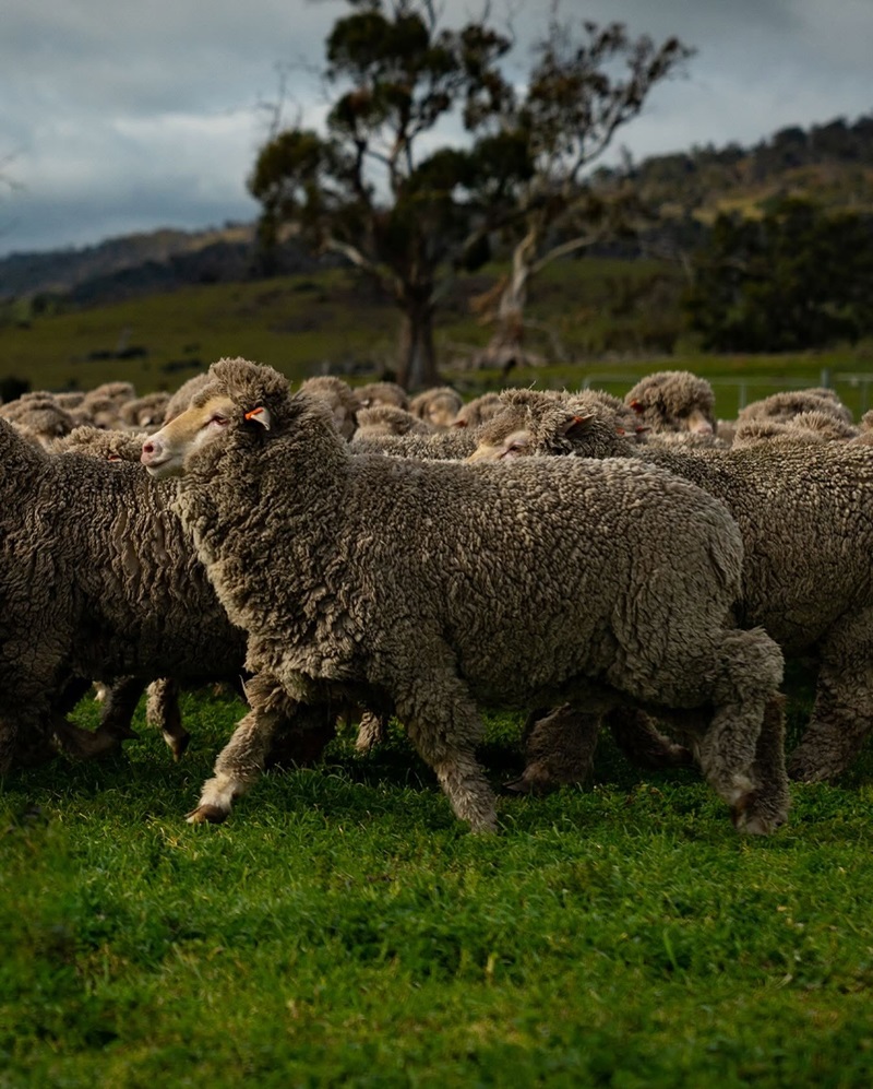 A flock of merino sheep in full fleece moves across a green paddock, with a large eucalypt and hills behind them under an overcast sky.