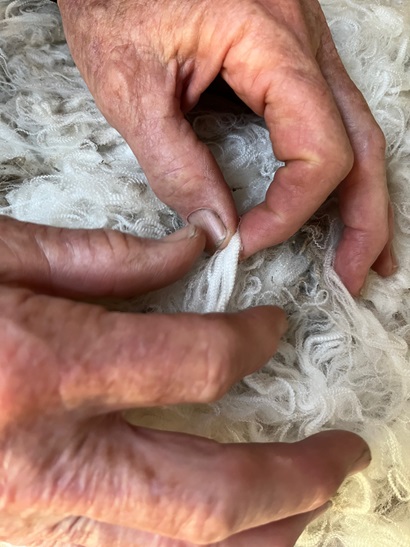 Close-up of Simon Cameron's hands drawing out a staple of raw fleece from a pile of Kingston Farm wool.
