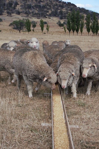 Merino sheep feed from a long metal trough filled with grain in a dry paddock, with a poplar row and hills behind them.