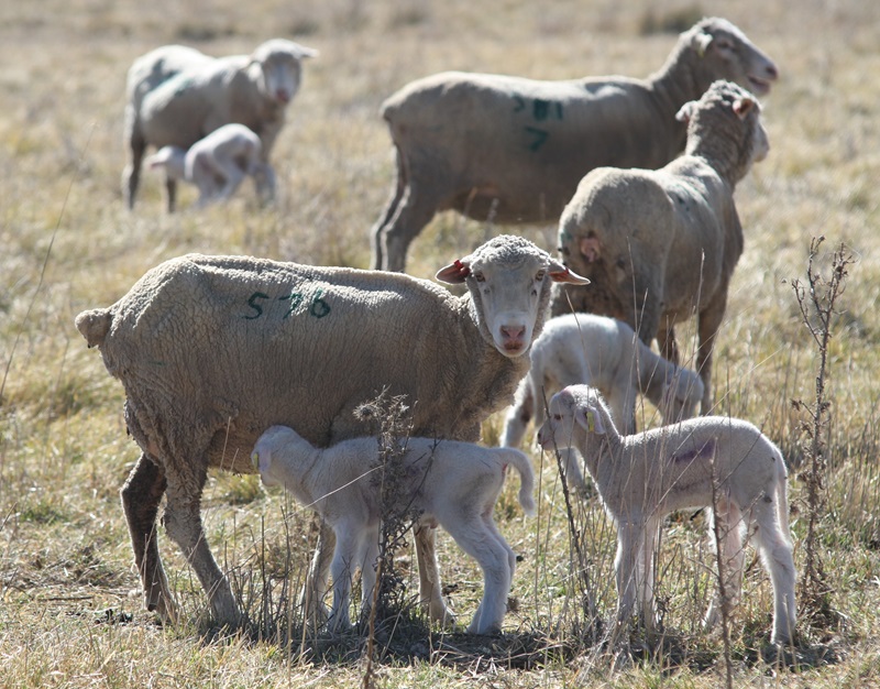 Several ewes with numbered wool markings stand in a dry paddock while lambs suckle and graze around them.