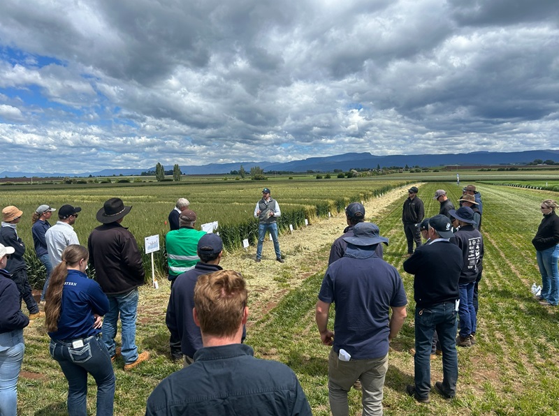 A large group of people stand in a wheat trial field listening to a man speaking, under a cloudy sky with hills in the distance.