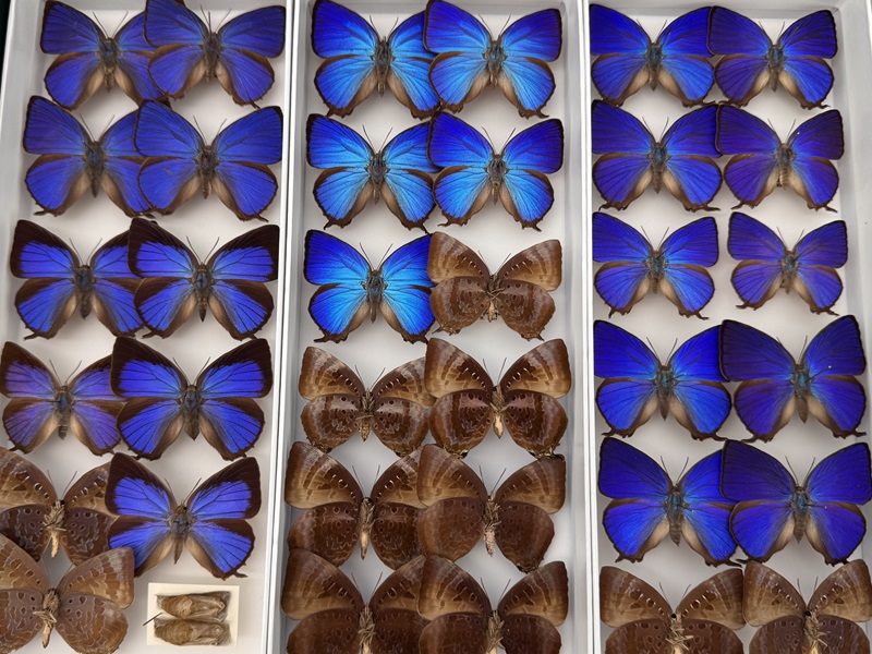 Bright blue and brown butterflies in a collection drawer