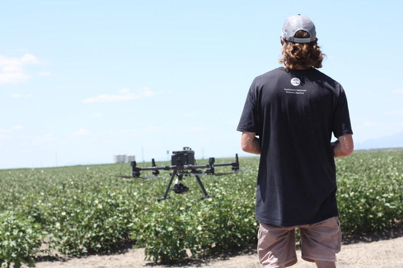 A person in a t-shirt and cap from behind, piloting a drone which is at low level over cotton crops, with a blue sky in the background