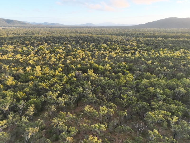 Drone view of flat bushland with hills in the distance and a slight curve at the horizon
