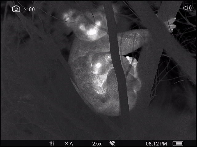 A thermal image in black and white of a mother koala with her joey in a tree. Their eyes and noses are white against the grey of their bodies and the black background