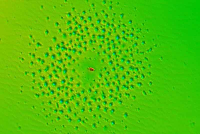 A seafloor map showing a red object on the seafloor, which is shown in green, completely surrounded by a series of small circles.