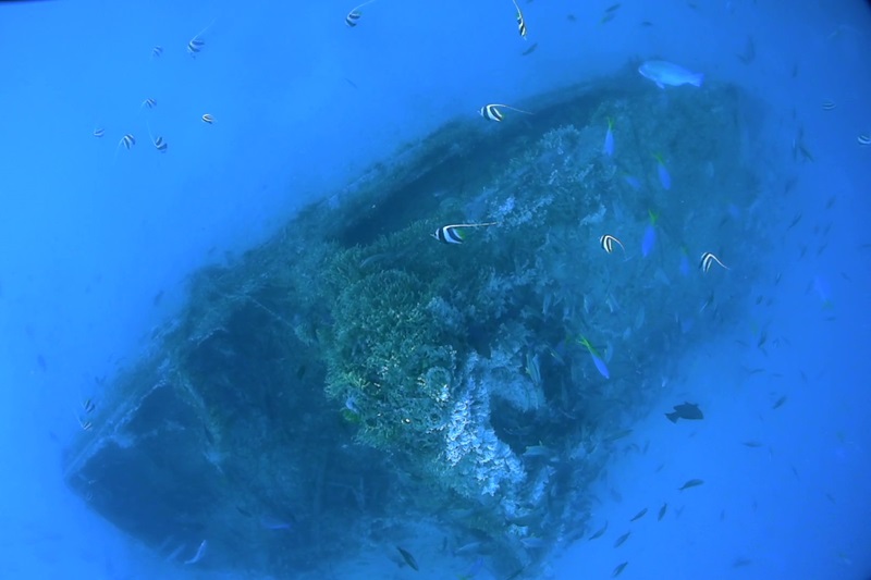 An underwater view of a shipwreck sitting on the seafloor surrounding by fish of all sizes.