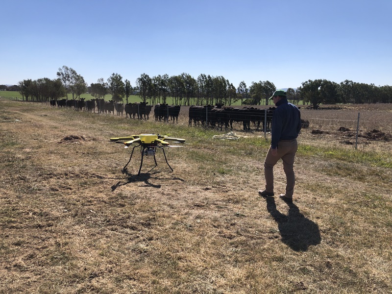 A yellow drone hovers just above the ground while a man in a cap watches on, with a line of black cattle at a wire fence in the background.