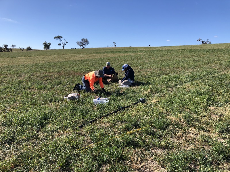 Three researchers kneel and crouch in a green paddock, cutting and bagging pasture samples beside a measuring pole and collection containers, with scattered gum trees on the hill behind them.