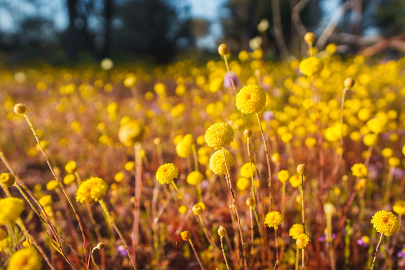 Field of bright yellow spherical wildflowers growing on slender stems in a natural landscape. Several flower heads are in sharp focus in the foreground, while hundreds of similar blooms and distant vegetation blur into the background.