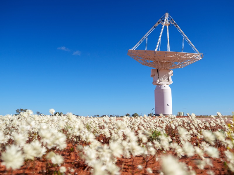 A large white radio telescope dish stands in a red earth landscape, with a field of white wildflowers stretching across the foreground under a clear blue sky. The flowers are softly blurred while the telescope is in sharp focus.