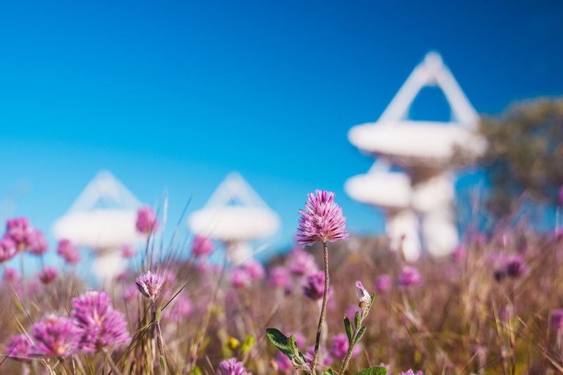 Close-up photograph of pink-purple flower spikes growing in a grassy field, with four large white radio telescope dishes visible out of focus in the background. One flower spike is in sharp focus in the foreground against a clear blue sky, while the surrounding flowers and telescopes are softly blurred.