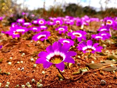 Close-up view of bright pink wildflowers with white and dark purple centres growing on red sandy soil. One flower in the foreground is in sharp focus, while many similar blooms extend into the background, creating a carpet of colour across the landscape.
