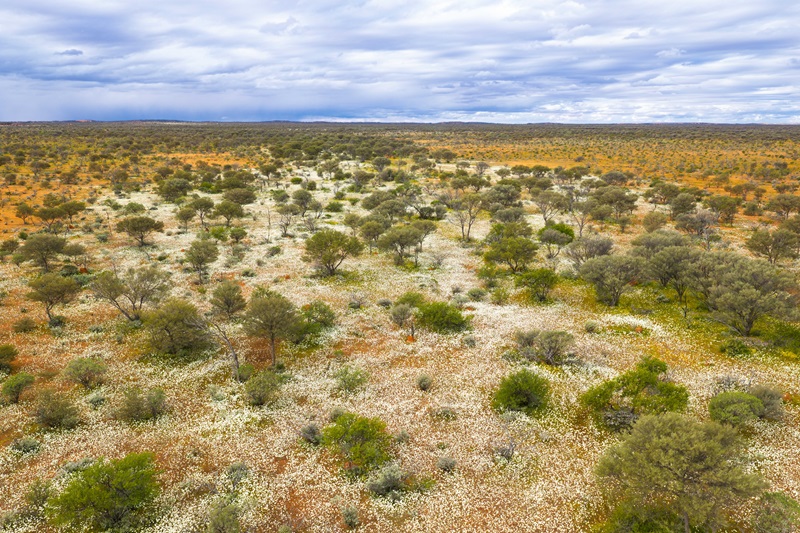 Aerial view of a semi-arid landscape covered in a dense carpet of white wildflowers interspersed with scattered shrubs and small trees. The flowering vegetation stretches across the horizon beneath a cloudy sky, creating a patchwork of white, green and red-brown tones across the landscape.