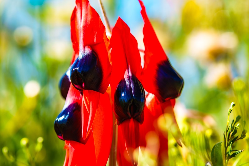 Close-up photograph of a red wildflower hanging from slender stems. The flowers have bright red petals that partially enclose dark blue-black centres, with a softly blurred background of green vegetation and yellow wildflowers.