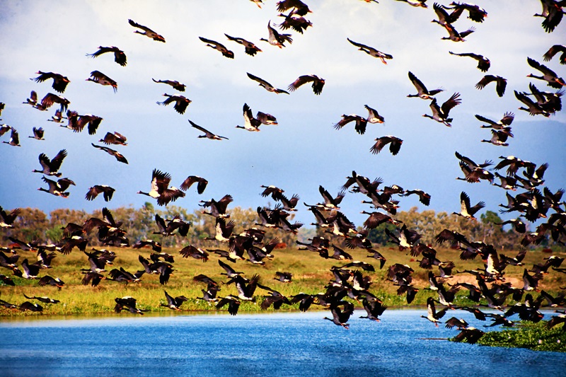 Magpie geese flying over Palm Creek at Mungalla