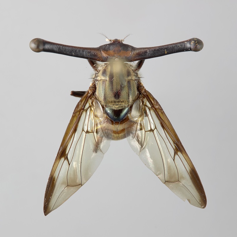 photo looking down on a pinned fly specimen that has eyes on stalks that are wider than its body and wings