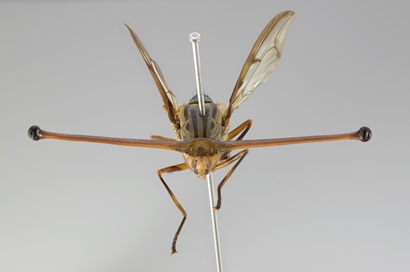 head on view of a pinned fly specimen with incredibly wide eyes