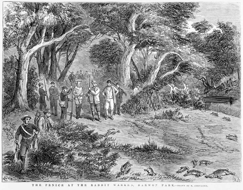 The Duke of Edinburgh shooting rabbits in Barwon Park, Victoria. Shows a hunting party of several men with guns; dead rabbits litter the ground. Engraving published 20 December 1867.