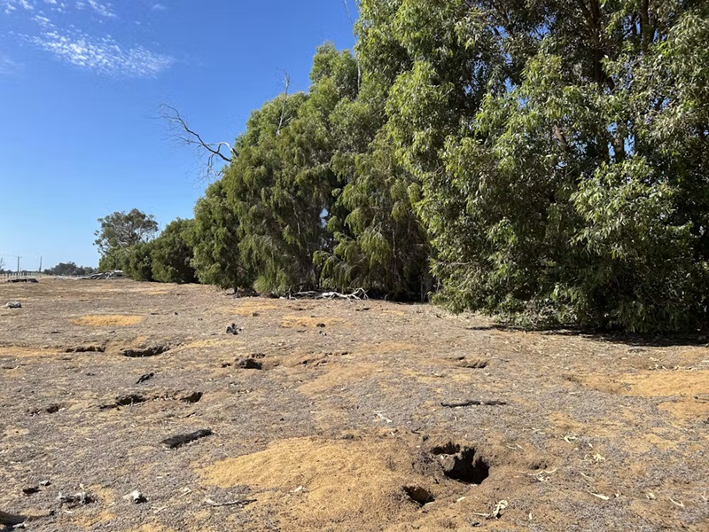Dry, bare ground dotted with numerous rabbit burrows and patches of disturbed soil beside a dense line of trees under a clear blue sky.